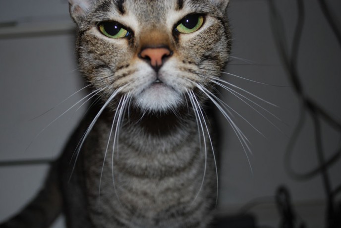 DSC_0093